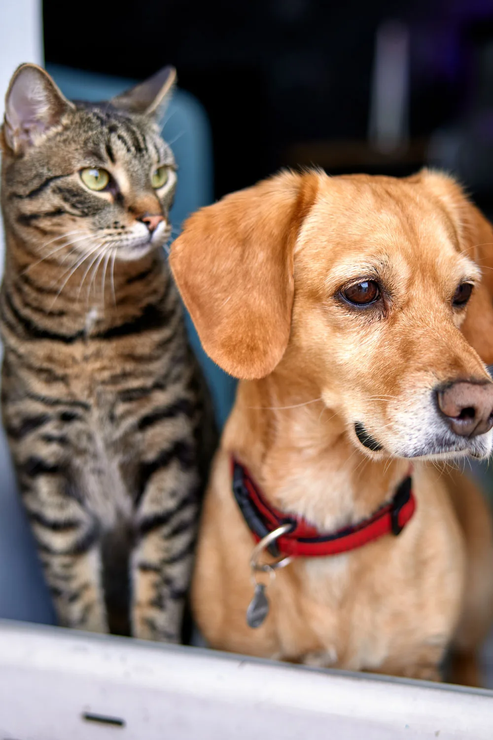 pet insurance dog and cat staring out of a window