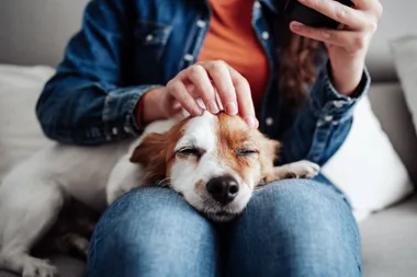 Don’t be fooled by these 8 things when taking out pet insurance