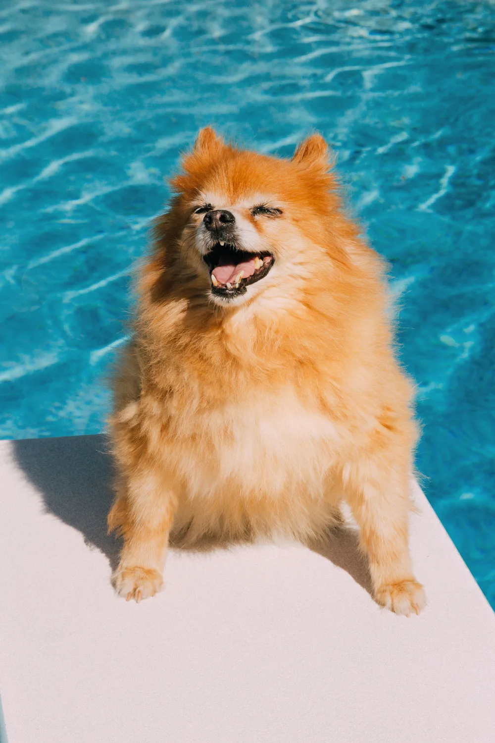 pet insurance dog about to go swimming