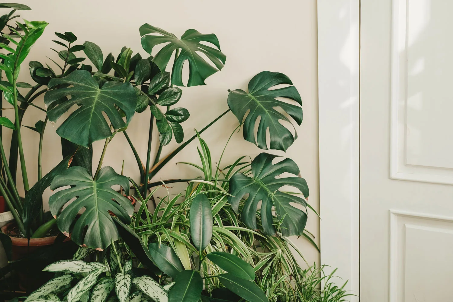 Monstera plant ready for propafation