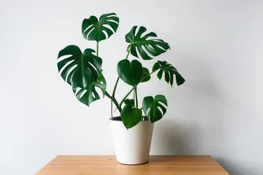 This is the best method for propagating your monstera plant