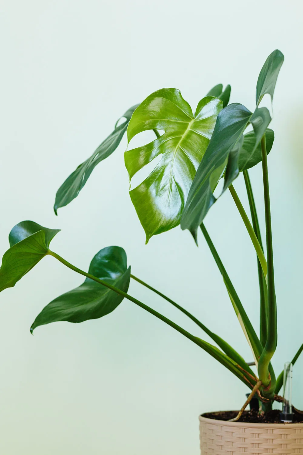 growing montera plants