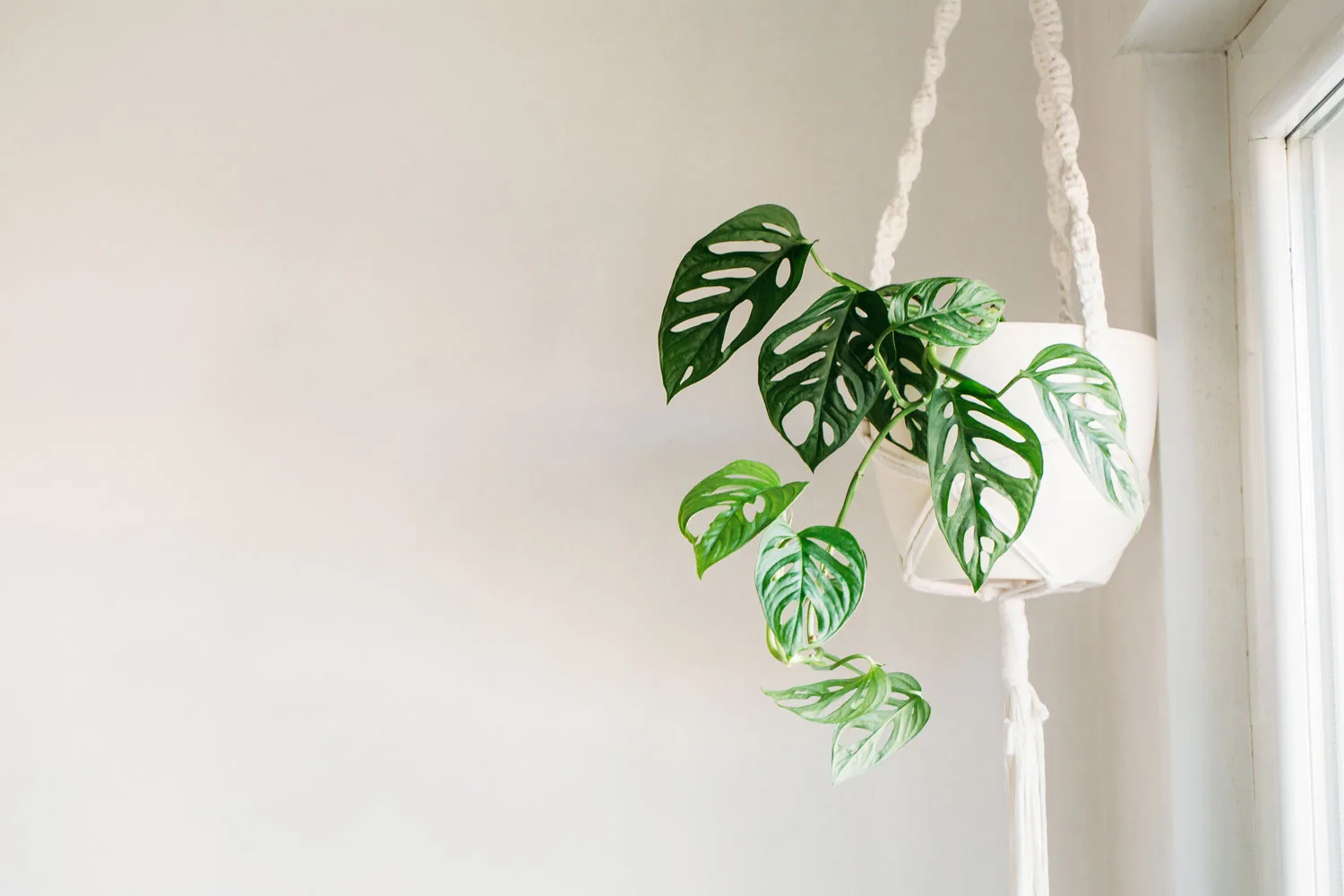 hanging monstera plant