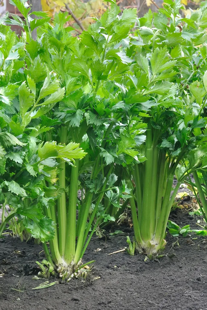 How to grow celery