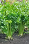 How to grow celery | Better Homes & Gardens Australia