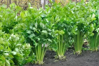 How to grow celery | Better Homes & Gardens Australia