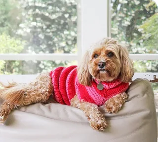 Dog Candy Coat Kit
