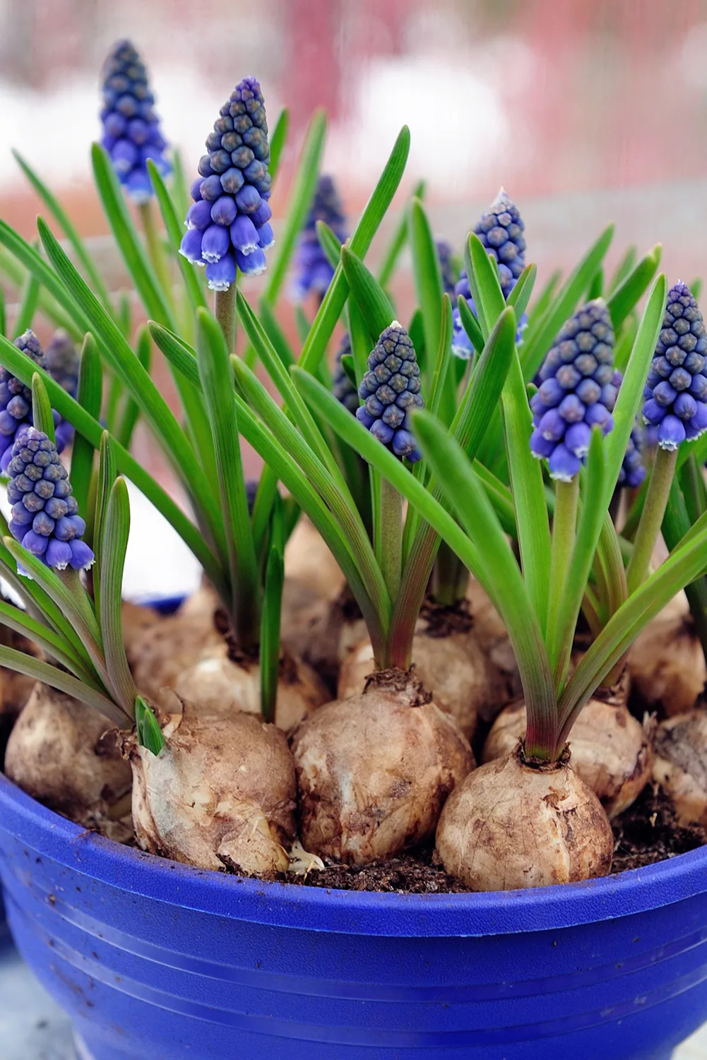 How to Grow Bulbs in Containers
