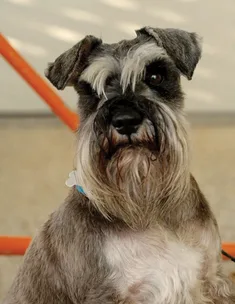 Dr Harry helps a dog with a fear of pedestrian crossings
