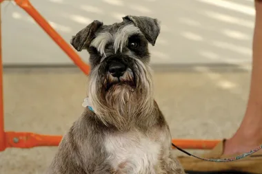 Dr Harry helps a dog with a fear of pedestrian crossings