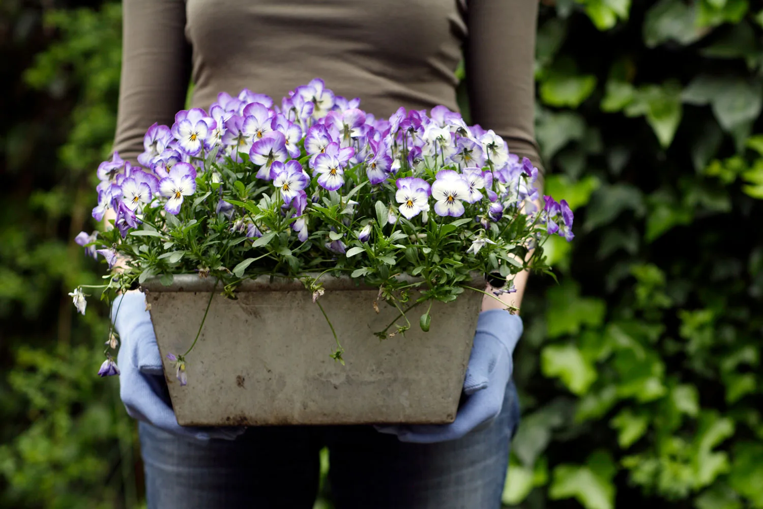 Plant these two flowers right now to brighten your autumn garden