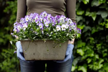 Plant these two flowers right now to brighten your autumn garden