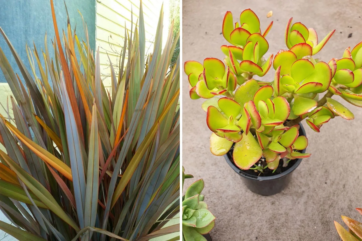 Thrill spill fill plants