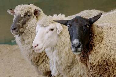 Sheep herding for city dogs