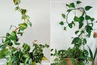 The ‘magic’ climbing plant hack TikTok is obsessed with