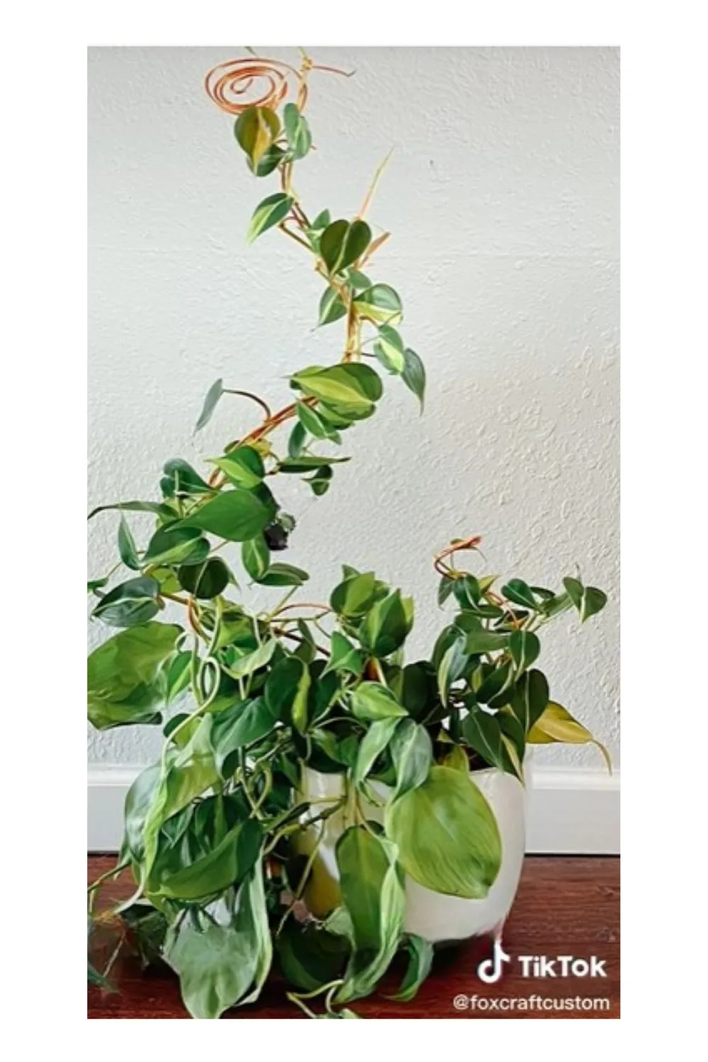indoor plant hack