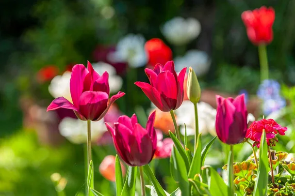 how to grow tulips