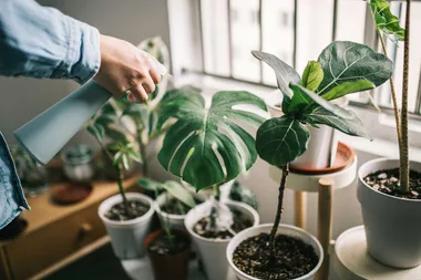 This is the sound your plants make when you forget to water them