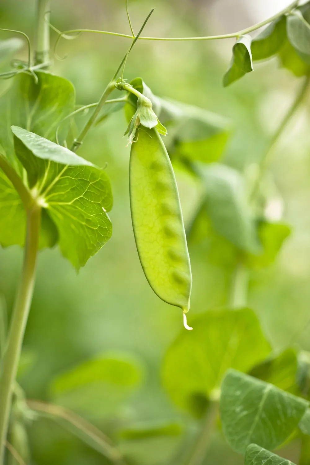 how to grow snowpeas