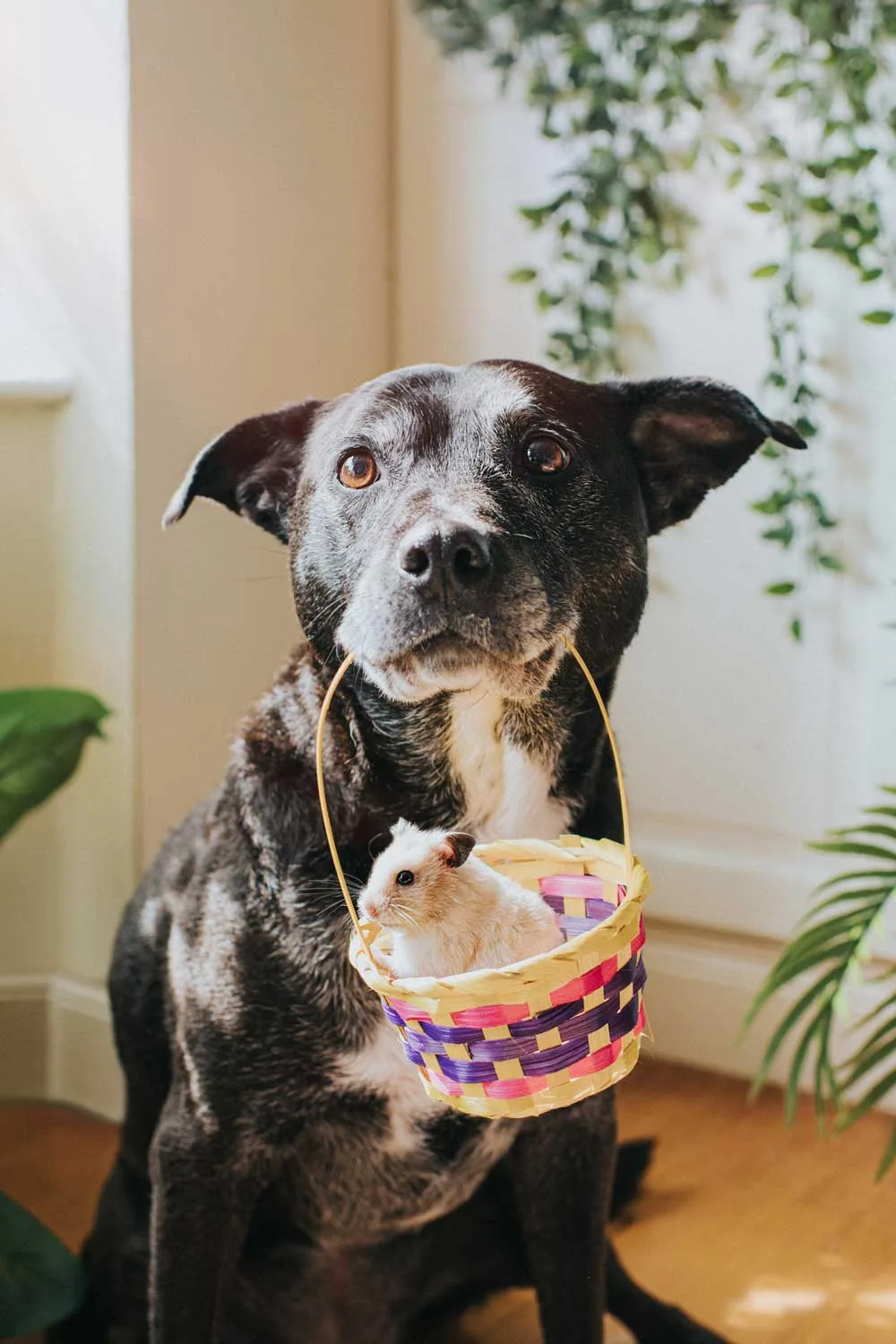 dog at easter holding basket