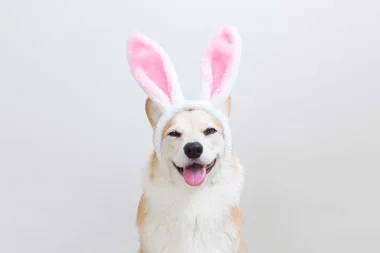 Why dogs eating chocolate during Easter can be fatal