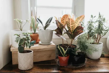 This secret iPhone feature is the ultimate tool for budding gardeners