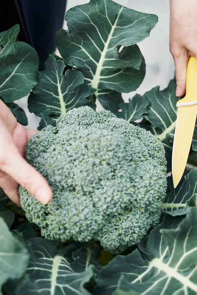 growing broccoli at home how to grow broccoli