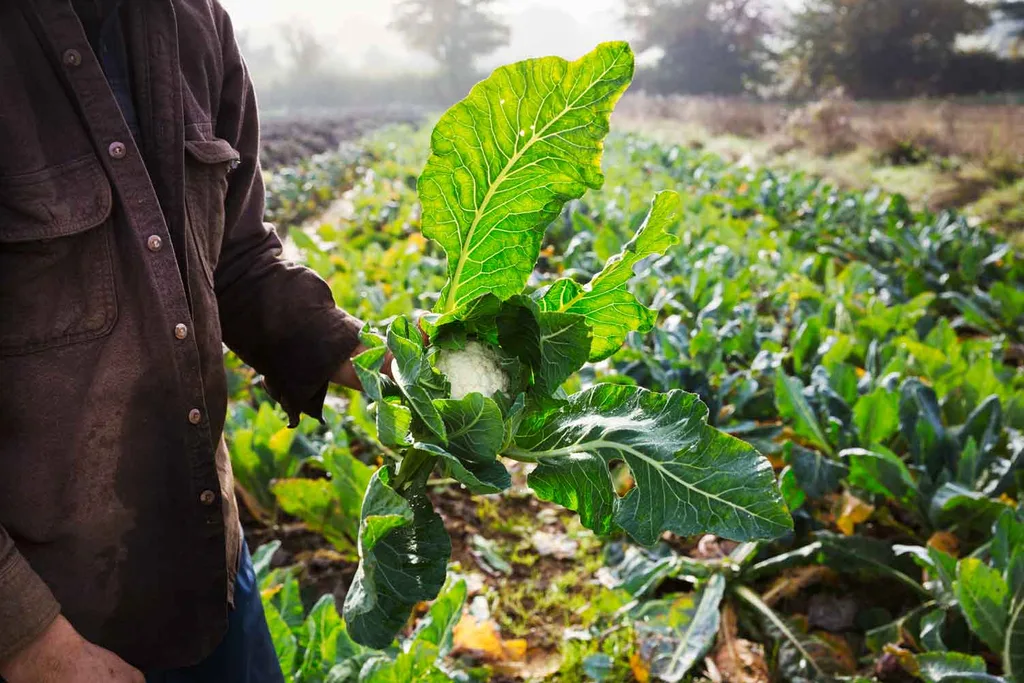 harvesting cauliflower