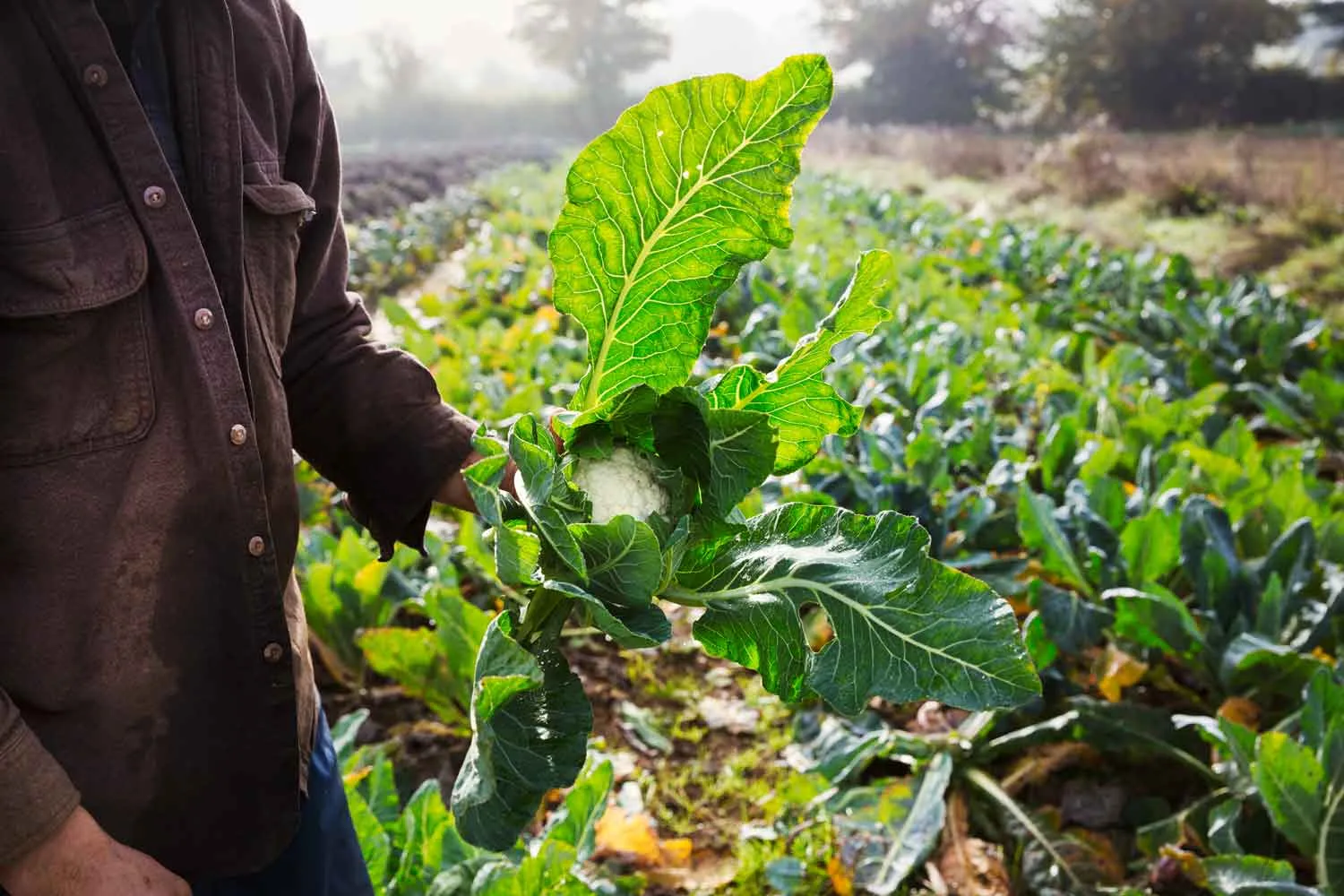 harvesting cauliflower