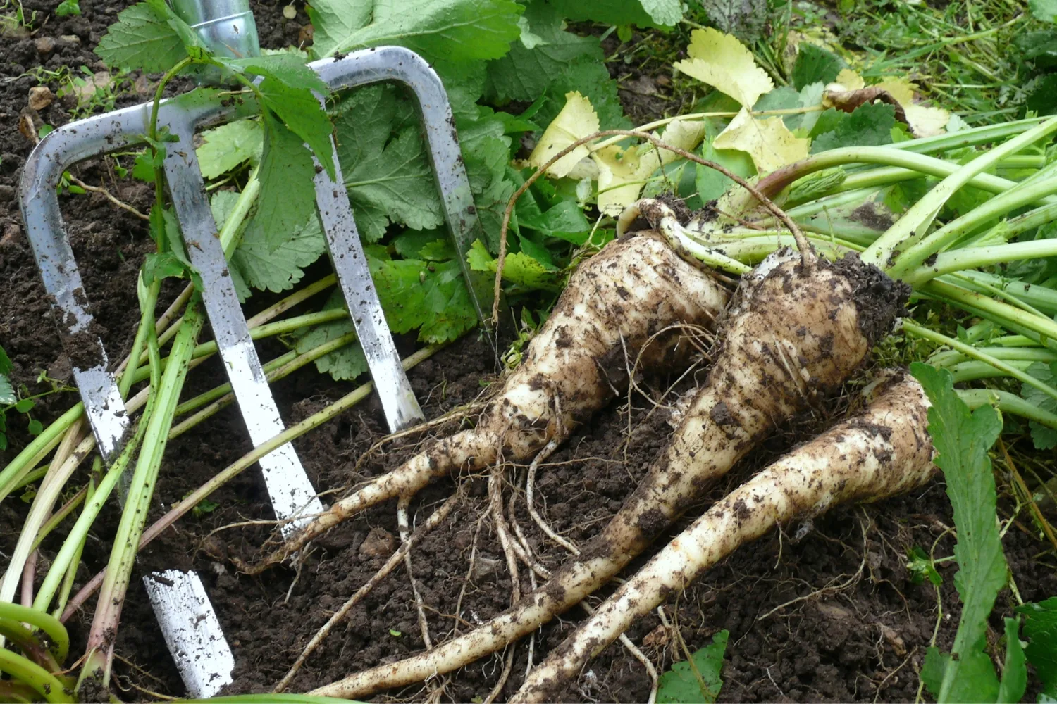 How to grow parsnip