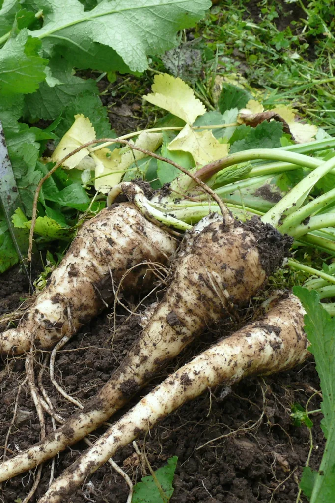 How to grow parsnip