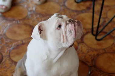 Dr Harry helps a dog that’s scared of the vacuum