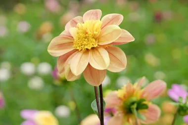 Melissa visits a micro flower farm