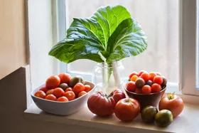 How to ripen green tomatoes in a hurry