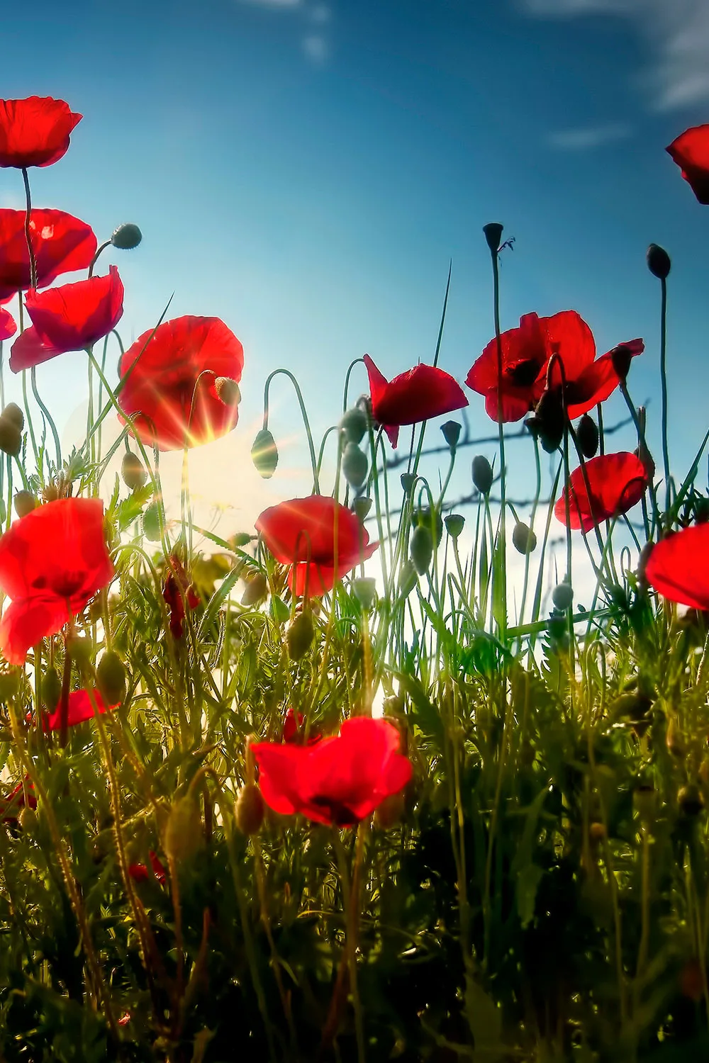 Poppies in a field