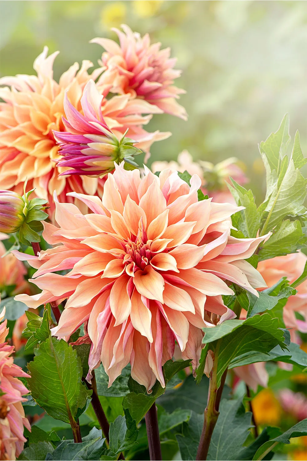 Dahlias