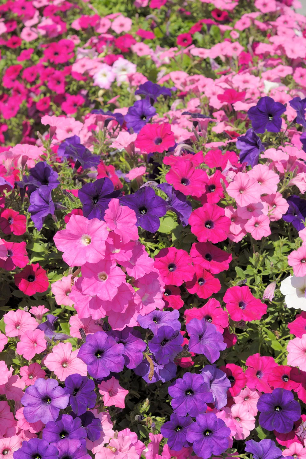 Petunias