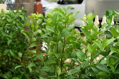 How to make your hedge thick and lush