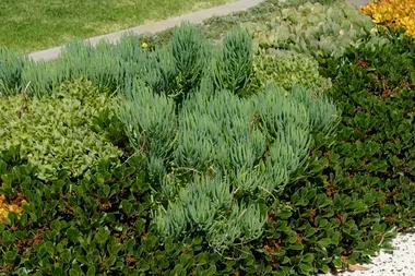 How to transform your home with succulents in the front yard