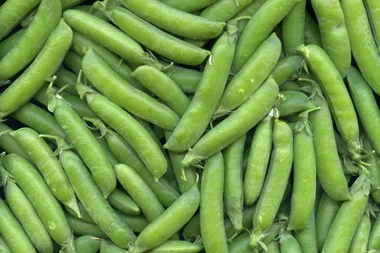 How to grow peas