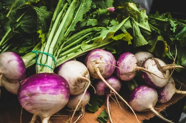 How to grow turnips