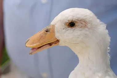 Dr Harry teaches a duck how to swim