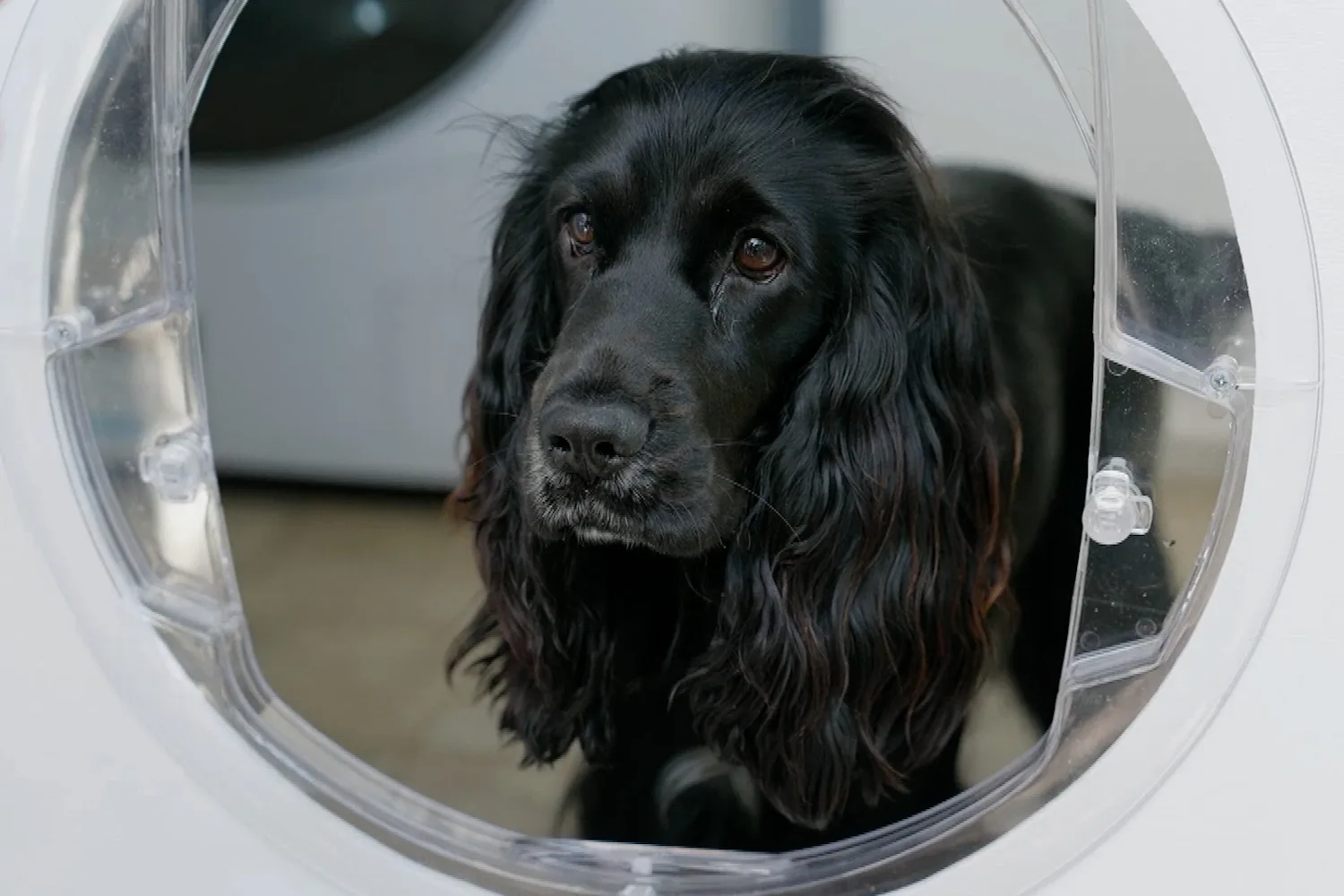 How to build a dog door