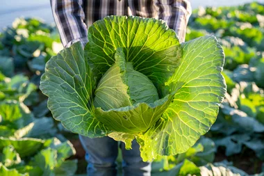 The secret to growing cabbages that are full of flavour