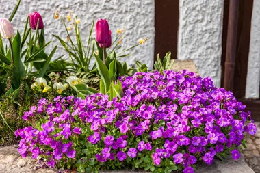 The best plants to grow between your backyard pavers