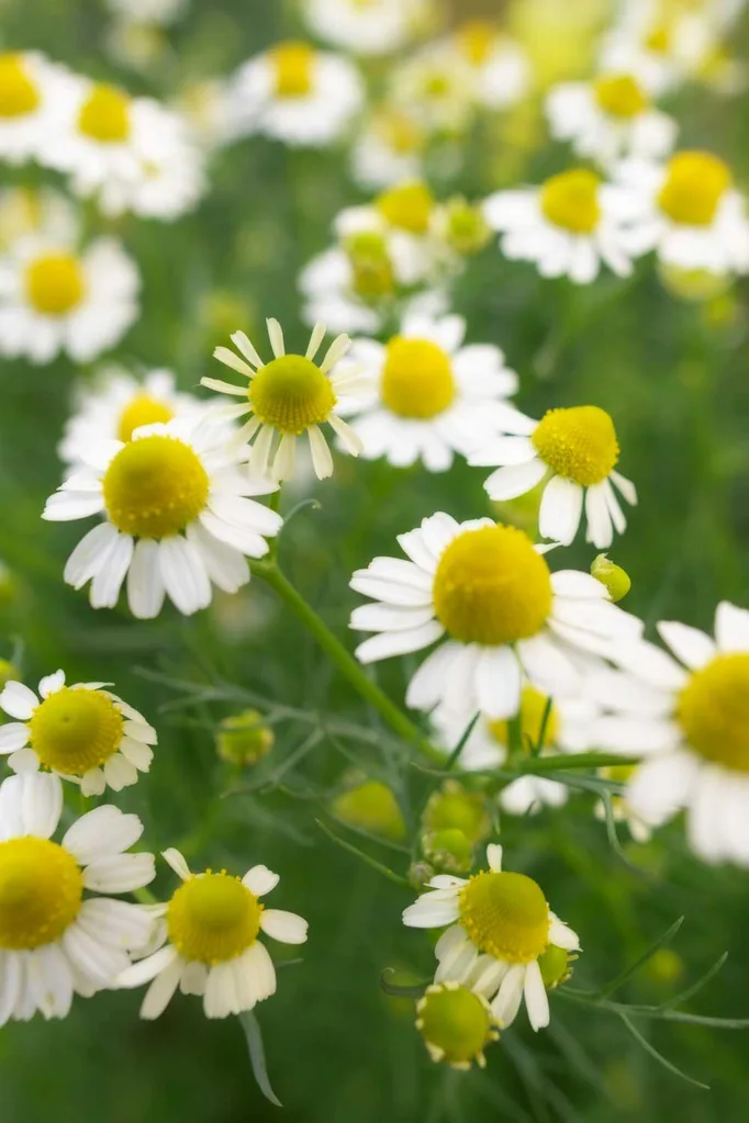 best plants betwen pavers