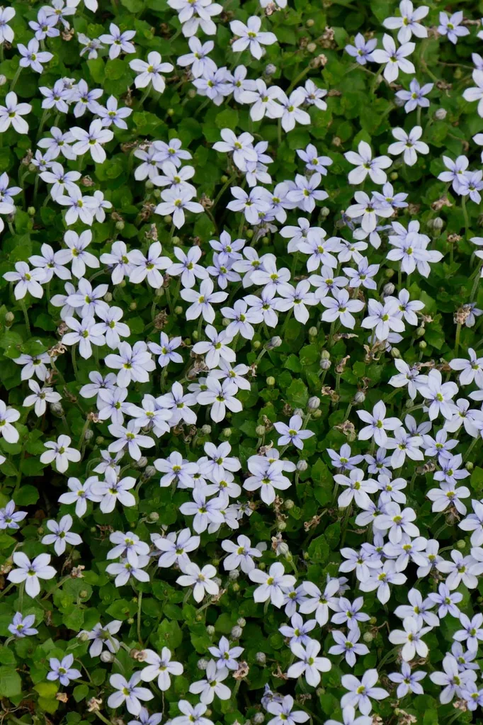 best plants between pavers