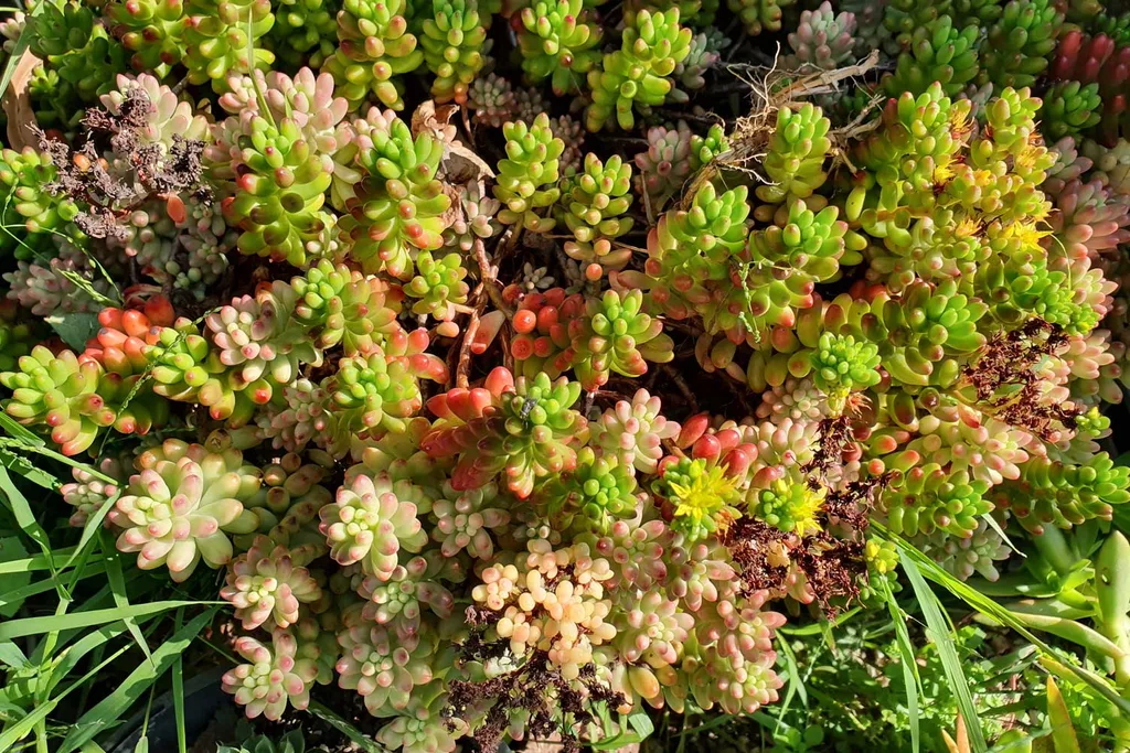 plants between pavers sedum