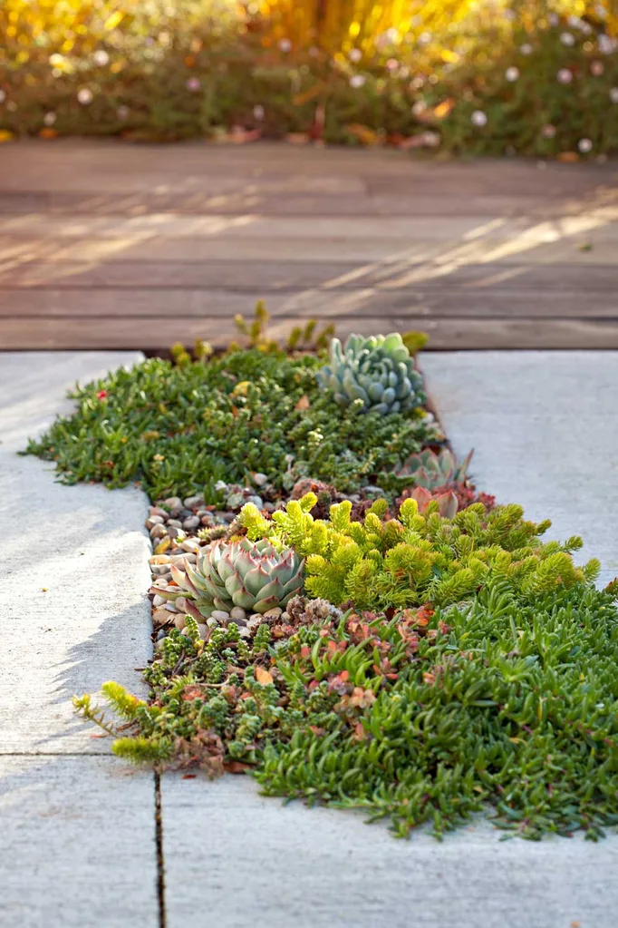 plants between pavers