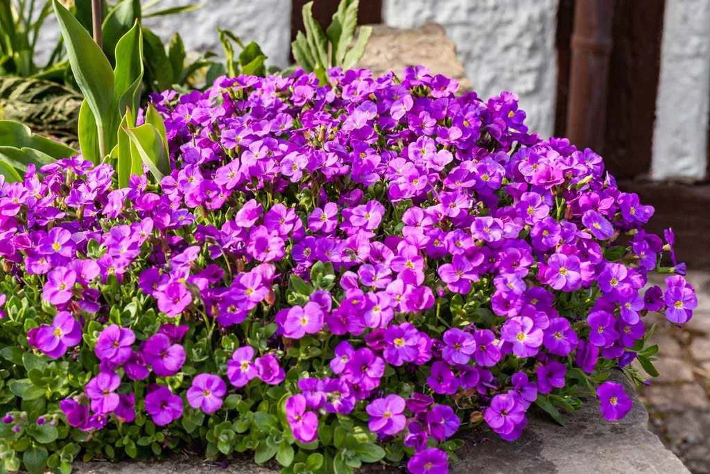 best plants between pavers rock cress